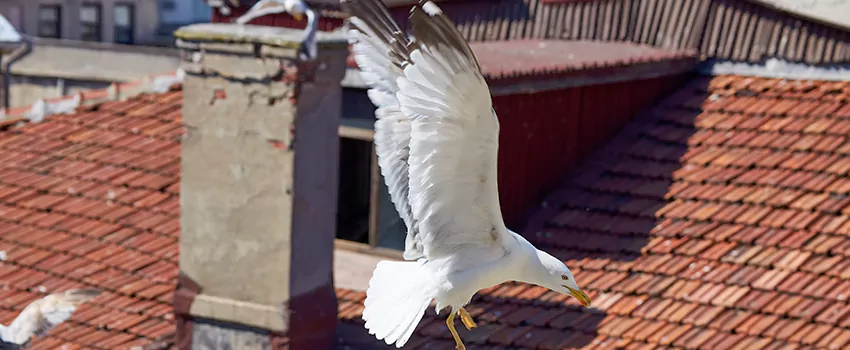 Residential Chimney Animal Removal Solution in Nipomo, CA